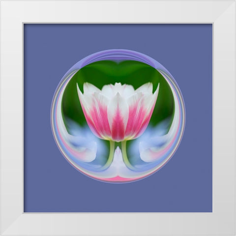 Single tulip-Las Vegas-Nevada White Modern Wood Framed Art Print by Jones, Adam