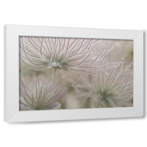 Nevada, Las Vegas, Red Rock Apache plume flowers White Modern Wood Framed Art Print by Kaveney, Wendy