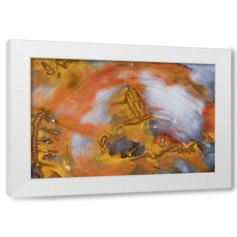 Nevada, Hubbard Basin Close-up of petrified wood White Modern Wood Framed Art Print by Kirkland, Dennis
