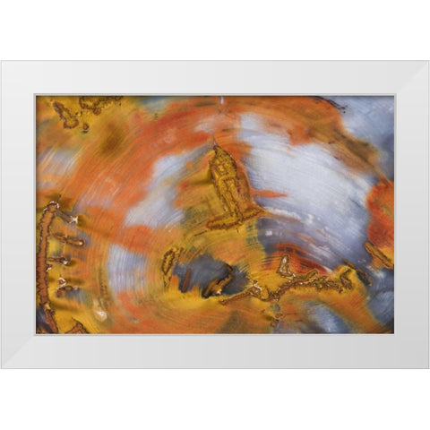 Nevada, Hubbard Basin Close-up of petrified wood White Modern Wood Framed Art Print by Kirkland, Dennis