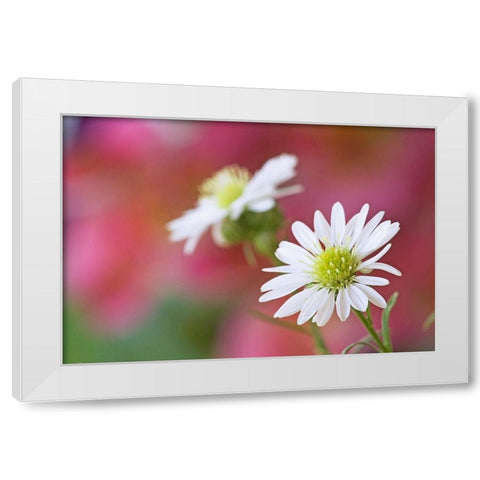 Nevada Monte Casino flowers close-up  White Modern Wood Framed Art Print by Jaynes Gallery