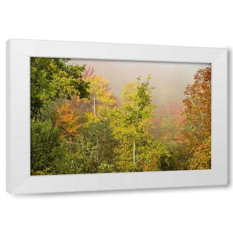 USA-New Hampshire-fall foliage north of Whitefield-along Rt 3 White Modern Wood Framed Art Print by Jones, Allison