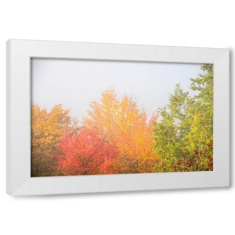 USA-New Hampshire-fall foliage north of Whitefield-along Rt 3 White Modern Wood Framed Art Print by Jones, Allison
