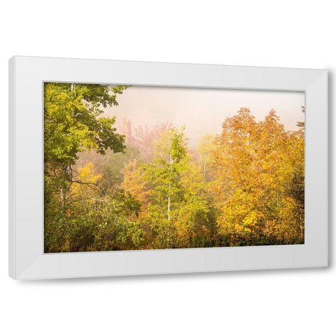 USA-New Hampshire-fall foliage north of Whitefield-along Rt 3 White Modern Wood Framed Art Print by Jones, Allison