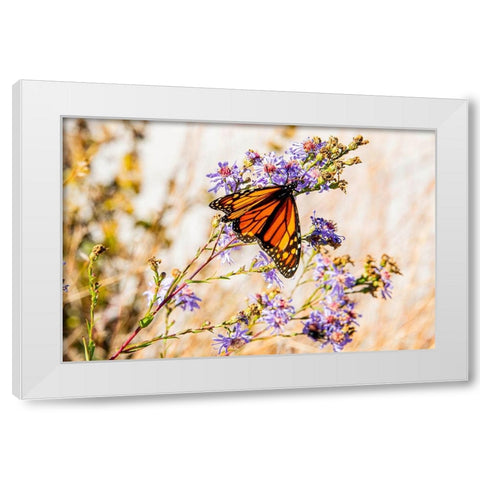 USA-New Hampshire-Bretton Woods-Omni Mount Washington Resort porch-monarch butterfly on aster White Modern Wood Framed Art Print by Jones, Allison