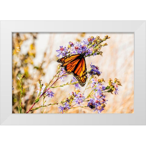 USA-New Hampshire-Bretton Woods-Omni Mount Washington Resort porch-monarch butterfly on aster White Modern Wood Framed Art Print by Jones, Allison