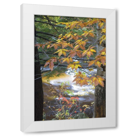 USA, New Hampshire, Stream and fall foliage White Modern Wood Framed Art Print by Rotenberg, Nancy