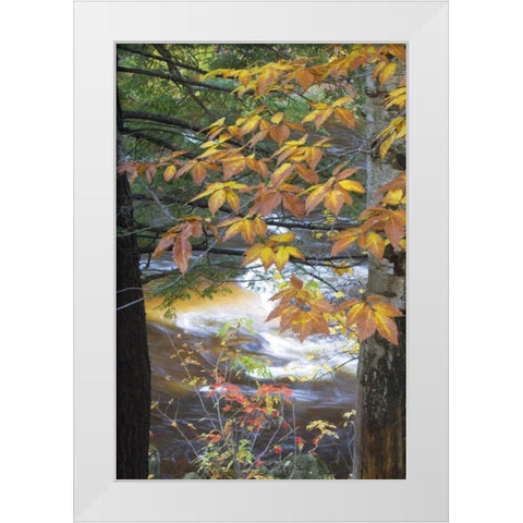 USA, New Hampshire, Stream and fall foliage White Modern Wood Framed Art Print by Rotenberg, Nancy
