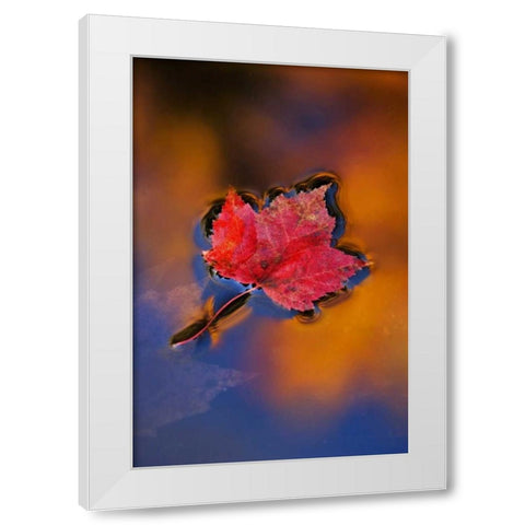 NH, White Mts, Maple Leaf in Fall Reflections White Modern Wood Framed Art Print by Rotenberg, Nancy