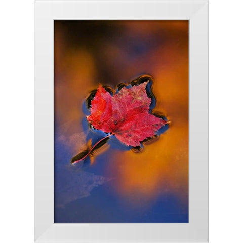 NH, White Mts, Maple Leaf in Fall Reflections White Modern Wood Framed Art Print by Rotenberg, Nancy