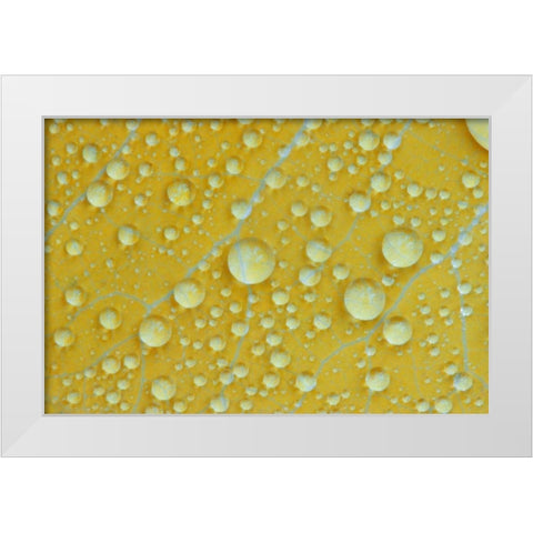 NH, Shelburne Magnified veins on a birch leaf White Modern Wood Framed Art Print by Clemons, Kathleen