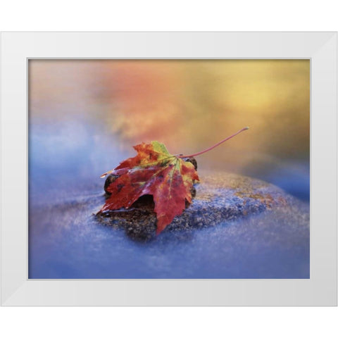 NH, White Mts, Maple leaf in the Swift River White Modern Wood Framed Art Print by Talbot Frank, Christopher