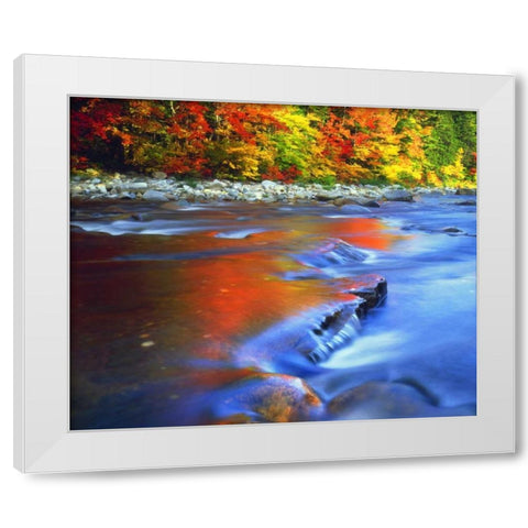 NH, White Mts, Swift River reflecting Autumn White Modern Wood Framed Art Print by Talbot Frank, Christopher