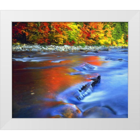 NH, White Mts, Swift River reflecting Autumn White Modern Wood Framed Art Print by Talbot Frank, Christopher