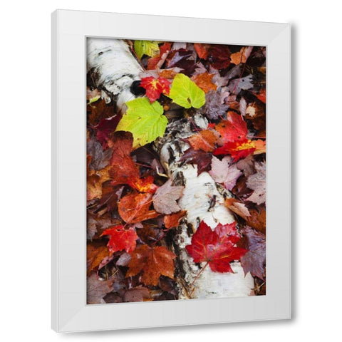NH, White Mountains Log and fallen maple leaves White Modern Wood Framed Art Print by Flaherty, Dennis