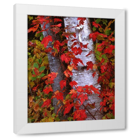NH, White Mountains Trees in autumn color White Modern Wood Framed Art Print by Flaherty, Dennis