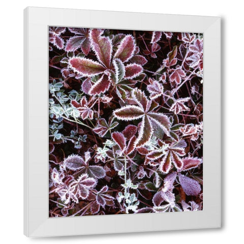 NH, White Mts Detail of frosted berry bushes White Modern Wood Framed Art Print by Flaherty, Dennis