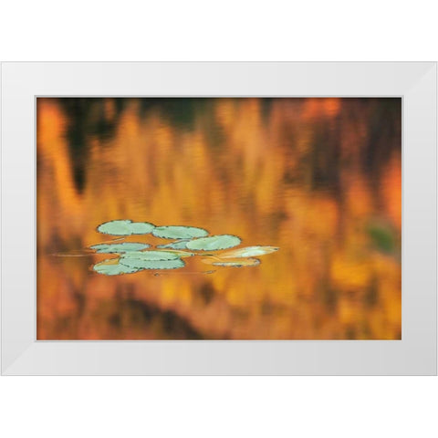 NH, White Mts Lily pads float on pond in autumn White Modern Wood Framed Art Print by Flaherty, Dennis