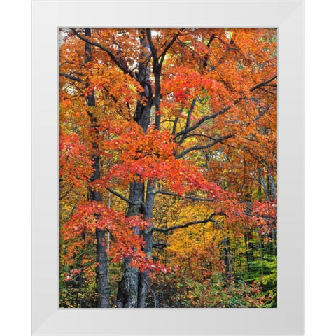 New Hampshire Maple trees in Belknap Mountains White Modern Wood Framed Art Print by Terrill, Steve