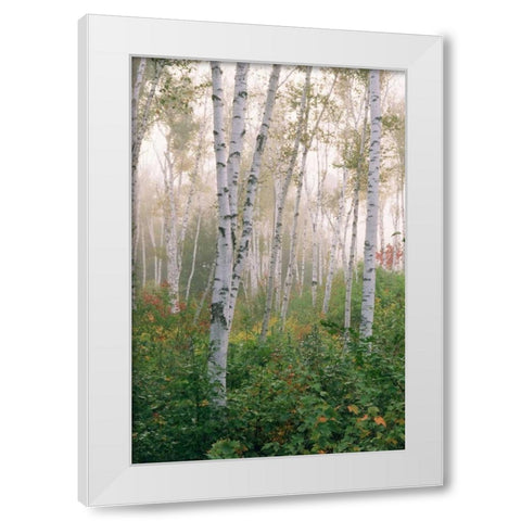 USA, New Hampshire Birch trees in clearing fog White Modern Wood Framed Art Print by Bush, Marie