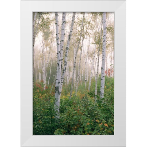 USA, New Hampshire Birch trees in clearing fog White Modern Wood Framed Art Print by Bush, Marie