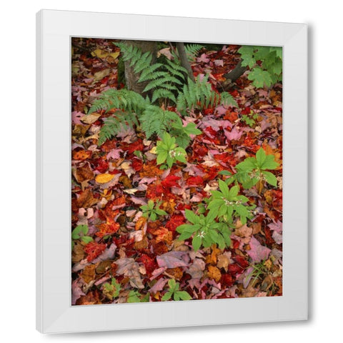 NH, White Mountain NF Leaves on forest floor White Modern Wood Framed Art Print by Terrill, Steve