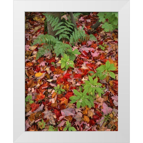 NH, White Mountain NF Leaves on forest floor White Modern Wood Framed Art Print by Terrill, Steve