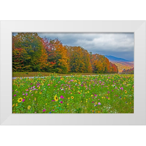 USA-New Hampshire-White Mountains in background with meridian planted with flowers along Interstate White Modern Wood Framed Art Print by Gulin, Sylvia