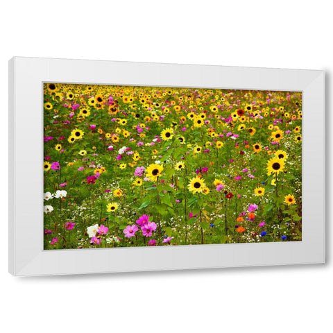 USA-New Hampshire meridian planted with sunflowers and cosmos flowers along Interstate 95 White Modern Wood Framed Art Print by Gulin, Sylvia