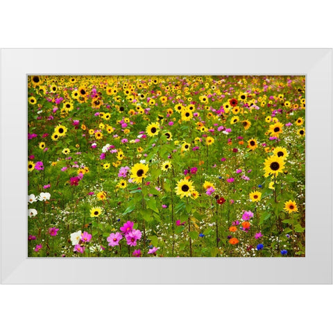 USA-New Hampshire meridian planted with sunflowers and cosmos flowers along Interstate 95 White Modern Wood Framed Art Print by Gulin, Sylvia