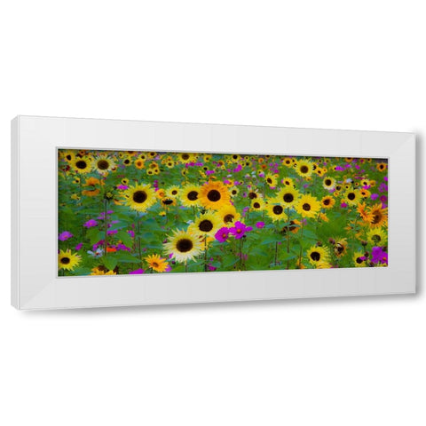 USA-New Hampshire meridian planted with sunflowers and cosmos flowers along Interstate 95 White Modern Wood Framed Art Print by Gulin, Sylvia