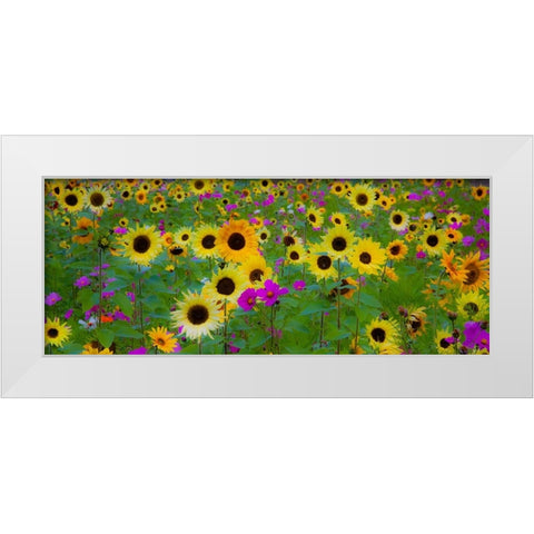 USA-New Hampshire meridian planted with sunflowers and cosmos flowers along Interstate 95 White Modern Wood Framed Art Print by Gulin, Sylvia