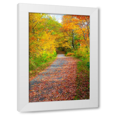 USA-New Hampshire-Franconia-one lane roadway with fallen Autumn leaves and lined with Fall colored  White Modern Wood Framed Art Print by Gulin, Sylvia