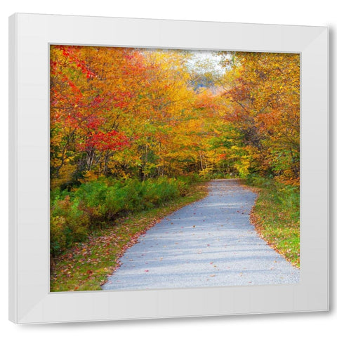 USA-New Hampshire-Franconia-one lane roadway with fallen Autumn leaves and lined with Fall colored  White Modern Wood Framed Art Print by Gulin, Sylvia