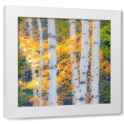 USA-New Hampshire-Franconia-Autumn Colors surrounding group of White Birch tree trunks White Modern Wood Framed Art Print by Gulin, Sylvia