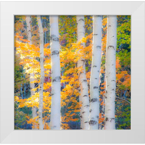 USA-New Hampshire-Franconia-Autumn Colors surrounding group of White Birch tree trunks White Modern Wood Framed Art Print by Gulin, Sylvia