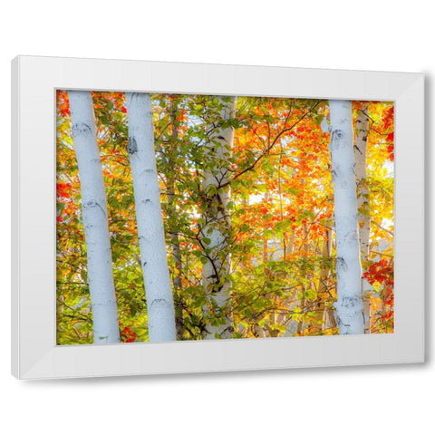 USA-New Hampshire-Franconia-Autumn Colors surrounding group of White Birch tree trunks White Modern Wood Framed Art Print by Gulin, Sylvia