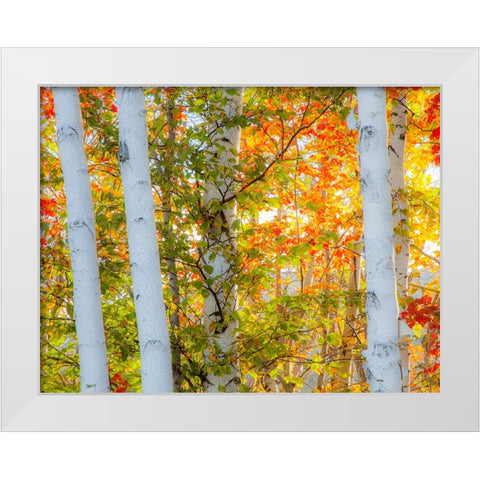 USA-New Hampshire-Franconia-Autumn Colors surrounding group of White Birch tree trunks White Modern Wood Framed Art Print by Gulin, Sylvia