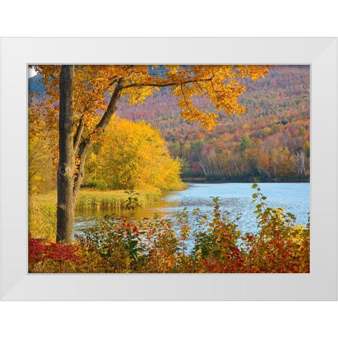 USA-New Hampshire-Franconia-small lake surrounded by Fall color of Maple-White Birch-and American B White Modern Wood Framed Art Print by Gulin, Sylvia