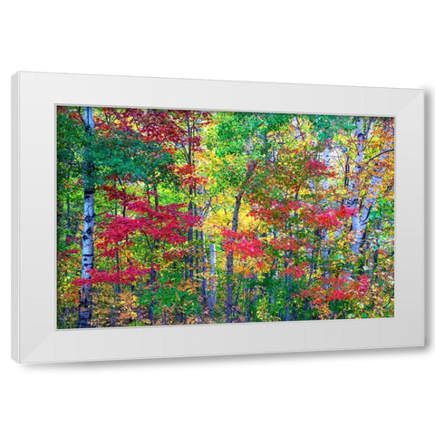 USA-New Hampshire-Gorham-Fall colors with grove of White Birch and Maple trees White Modern Wood Framed Art Print by Gulin, Sylvia