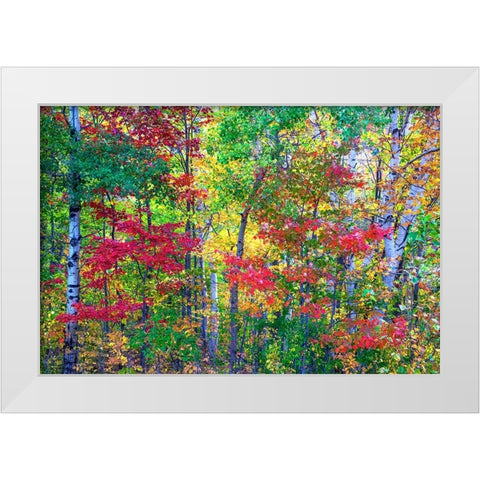 USA-New Hampshire-Gorham-Fall colors with grove of White Birch and Maple trees White Modern Wood Framed Art Print by Gulin, Sylvia