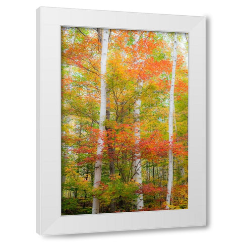 USA-New Hampshire-Gorham-White Birch tree trunks surrounded by Fall colors from Maple-Beech and Bir White Modern Wood Framed Art Print by Gulin, Sylvia
