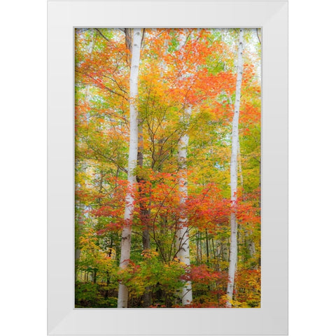 USA-New Hampshire-Gorham-White Birch tree trunks surrounded by Fall colors from Maple-Beech and Bir White Modern Wood Framed Art Print by Gulin, Sylvia