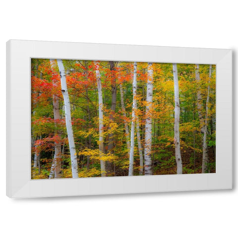 USA-New Hampshire-Gorham-White Birch tree trunks surrounded by Fall colors from Maple-Beech and Bir White Modern Wood Framed Art Print by Gulin, Sylvia