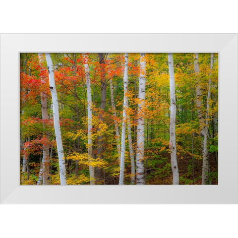 USA-New Hampshire-Gorham-White Birch tree trunks surrounded by Fall colors from Maple-Beech and Bir White Modern Wood Framed Art Print by Gulin, Sylvia