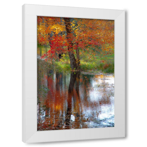 USA-New Hampshire-Jackson-Autumn in New England with Fall Color of Maple Tree reflected in small po White Modern Wood Framed Art Print by Gulin, Sylvia