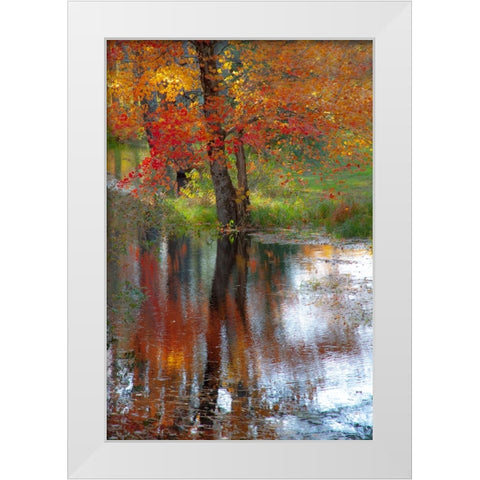 USA-New Hampshire-Jackson-Autumn in New England with Fall Color of Maple Tree reflected in small po White Modern Wood Framed Art Print by Gulin, Sylvia