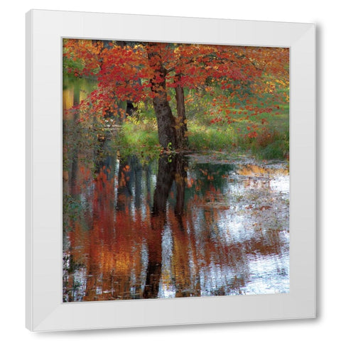 USA-New Hampshire-Jackson-Autumn in New England with Fall Color of Maple Tree reflected in small po White Modern Wood Framed Art Print by Gulin, Sylvia