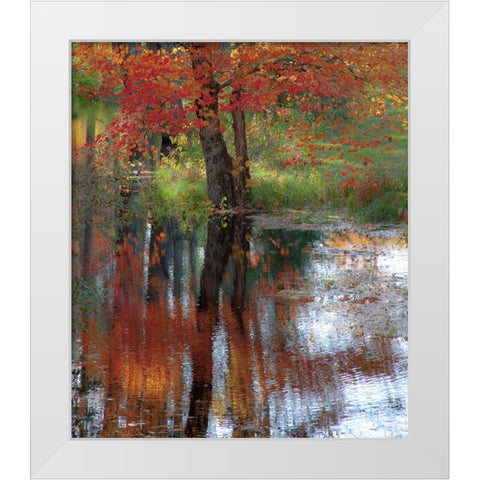 USA-New Hampshire-Jackson-Autumn in New England with Fall Color of Maple Tree reflected in small po White Modern Wood Framed Art Print by Gulin, Sylvia