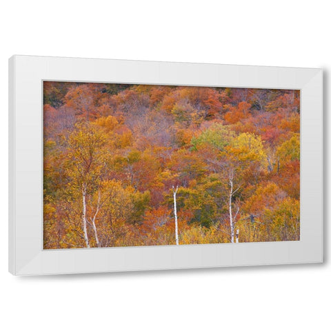 USA-New Hampshire-New England Fall colors on hillsides along highway 16 north of Jackson White Modern Wood Framed Art Print by Gulin, Sylvia